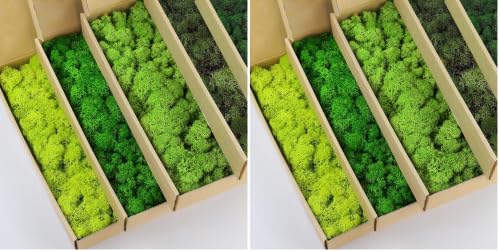 prefleur 5 Color Mix Pack Preserved Reindeer Moss Natural Green DIY Kit Gardenning Art Wall Decor Florist Decor (1 lb)(Green-01 Green-02 Green-03 Green-06 Green-12)