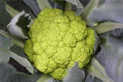 Vegetale - Cavolfiore - Vitaverde F1 (26-807) - 125 Seeds - confezione grande