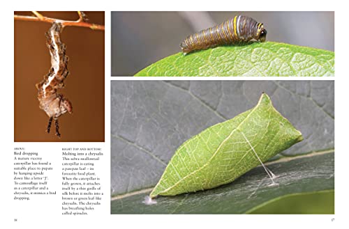 Butterflies (Mini Encyclopedia) #TOP6