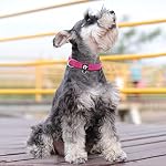 Reflective Dog Collar,Soft Neoprene Padded Pet Collar with ID Tag Ring,Adjustable for Small Dogs,Hot Pink,S - Image 5
