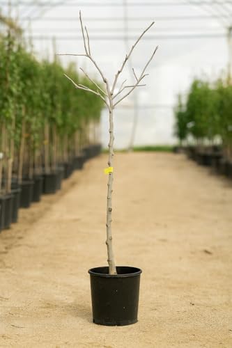 Níspero Europeo (Mespilus germanica) 10L – Árbol Frutal Tradicional para Huerto y Jardín