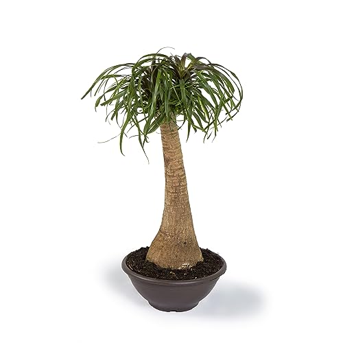 Cool Green - Planta natural interior - Beaucarnea - Apta para Mascotas