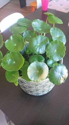 YOTOVA XF7 Live Coin Plant Chinese Lucky Money Plant Tree for Office Desk Balcony Terrace Garden Living Room Corner Bedroom Home Decoration Gifting Air Purifier Study Table Hanging Pennywort Pilea