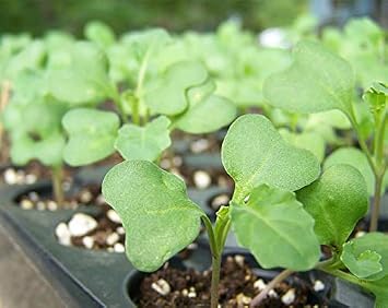 Food to Live Broccoli Seeds for Sprouting, 2 Ounces Vegan, Kosher, Sirtfood, Bulk. Rich in Sulforaphane, Vitamin C, Vitamin A. Great for Growing Sprouts, Microgreens. High Germination Rate