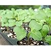 Food to Live Broccoli Seeds for Sprouting, 8 Pounds Vegan, Kosher, Sirtfood, Bulk. Rich in Sulforaphane, Vitamin C, Vitamin A. Great for Growing Sprouts, Microgreens. High Germination Rate