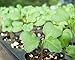 Food to Live Broccoli Seeds for Sprouting, 2 Ounces – Vegan, Kosher, Sirtfood, Bulk. Rich in Sulforaphane, Vitamin C, Vitamin A. Great for Growing Sprouts, Microgreens. High Germination Rate