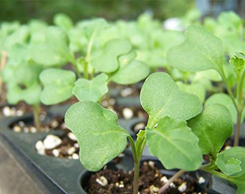 Food to Live Broccoli Seeds for Sprouting, 10 Pounds – Vegan, Kosher, Sirtfood, Bulk. Rich in Sulforaphane, Vitamin C, Vitamin A. Great for Growing Sprouts, Microgreens. High Germination Rate by Food to Live - Image 5