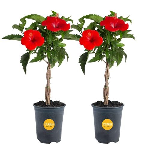 Costa Farms Live Braided Hibiscus Tropical Tree (2-Pack), 20-Inches Tall,