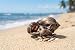 Top Collection Enchanted Story Fairy Garden Little Mermaid Sleeping in Shell Outdoor Statue