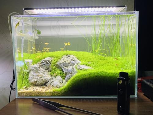 Image of Fish Tank Grass Seeds | Aquarium Grass Seeds for Home & outside (Pack of 100 seeds)