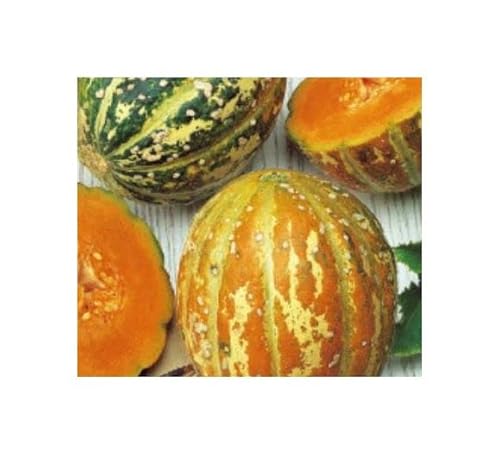 Pcs - 4x Melon Orange Ananas - Fruits Auto Féconde Jardin Plantes Graines KS87 - Seeds & Plants Shop by Ipsa