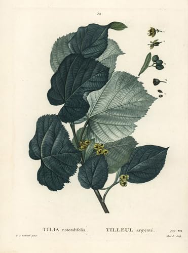 Affiche Toile Tilleul Tilia Rotundifolia Pierre Redouté Décoration Bureau 60x90cm