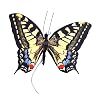Moving Butterfly - Swallowtail