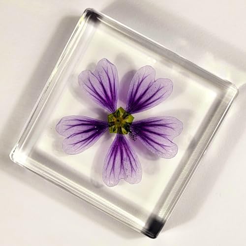 Image of 2.9 inch Real Purple Common Mallow Malva Sylvestris Flower in Crystal Clear Lucite Resin Paperweight Specimen Botanist Herb Herbarium Crafts Collection for Botany Science Education & Desk Ornament Display