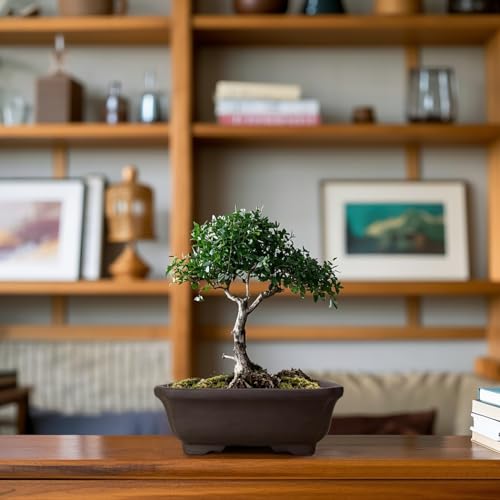 MUZHI 2PACK Unglazed 6” Ceramic Bonsai Pot with Humidity Trays, Breathable Handmade Rectangle Bonsai Starter Planter for Bonsai Tree, Juniper,Ficus, Money Tree by MUZHI - Used condition - Image 6