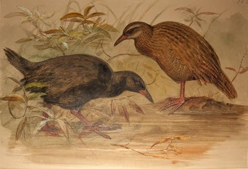 Impressions d'art mural haut de gamme Weka de Wolf, poster vintage de salon 60x90cm