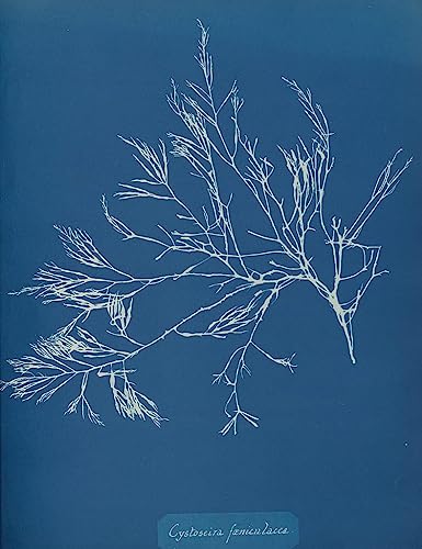 Affiche Art Mural Anna Atkins Cystoseira Fæniculacea Impression Premium SERENDIPITP
