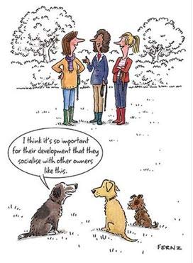 Humorous Female Birthday Card (GBCC-LAGG0078) - Socialise with Other Owners - Illustrated Card From the Look at it This Way Range