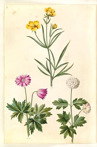 Ranunculus Illyricus de Hans Simon Holtzbecker lienzo de 60x90cm para decoración