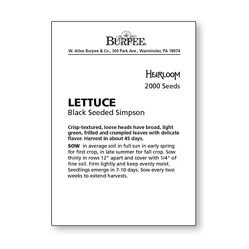 Burpee Black Seeded Simpson Lettuce Seeds - Image 4