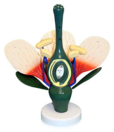 Image of VAN307 Dicot Flower Model | 8X Enlarged | Can be Disassembled | Important Structures are Numbered | Mounted on a Stand | W Key Card