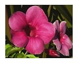 Allamanda Cherry Jubilee, Live Plant