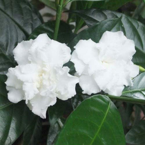 PlantaZee Live Double Chandni/Crepe Jasmine/Tabernaemontana Divaricata Beautiful Evergreen Flowering Shrub Plant with Pot for Home Garden (B0B1Q24X54) Amazon Price History, Amazon Price Tracker