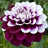 Winterhart pflanzen, Mehrjährige Blumenzwiebel ist winterhart, Lebende Pflanzen, Seltene, Exotisch, Mysteriöse magische Glühbirne, Blumenzwiebel Mix-2 Dahlien knollen