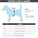 Gooby - Comfort X Step-in Harness, Choke Free Small Dog Harness with Micro Suede Trimming and Patented X Frame, Black, Medium
