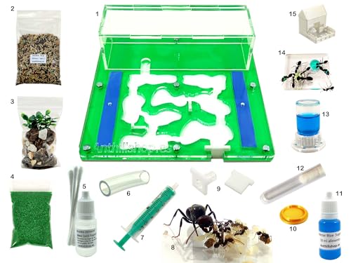 Ant Farm - Acryl Ameisenfarm 15x15x1,3 cm mit Deckel | Schaumstoff-Feuchtigkeitssystem | Free Ameisen enthalten
