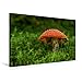 Produktbild CALVENDO Premium Textil-Leinwand 75 cm x 50 cm quer, EIN Motiv aus dem Kalender Pilze, die stillen Waldbewohner 2017 | Wandbild, Bild auf Keilrahmen. Leinwanddruck: Giftpilz Natur Natur