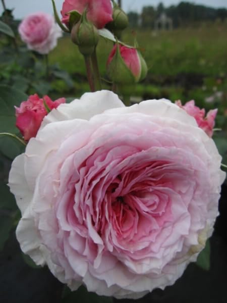 Rosa James Galway ® Synonym Auscrystal ® - Englische Rose - Austin-Rose