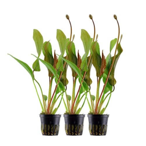 AquaOne Aquarium Pflanze 3 Stück Echinodorus 'Red Diamond' I Hintergrund Wasserpflanze Aquariumpflanze Rosette voll durchwurzelt Aquascaping Dekoration