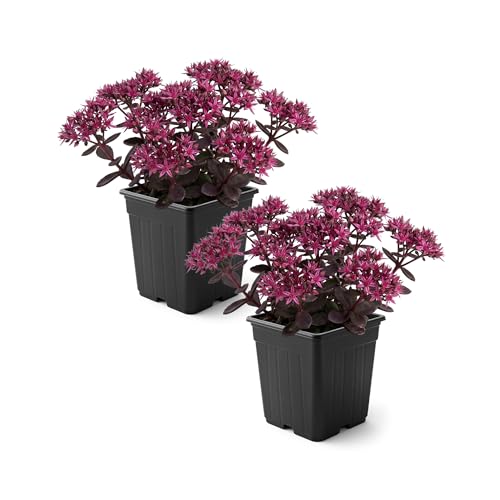Live Stonecrop (Sedum) (2 Pack) - Cherry Fizz Drought-Tolerant Ground Cover Perennial 6 Tall by 5 Wide in 1 Qt Pot