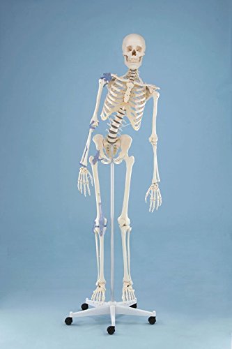 3013 Erler-Zimmer Toni Movable Skeleton with Cord for Camera