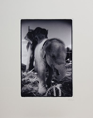 NOVICA Handmade Black and White Baby Elephant Photo Paper Thailand Wall Decor Photography 'My name is Nong Ying'