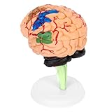QWORK 4D Anatomy Brain Model, Disassembled Human Brain Model, Plastic Human Head Anatomy Model, Structural Anatomy Medical Teaching Learning Tool