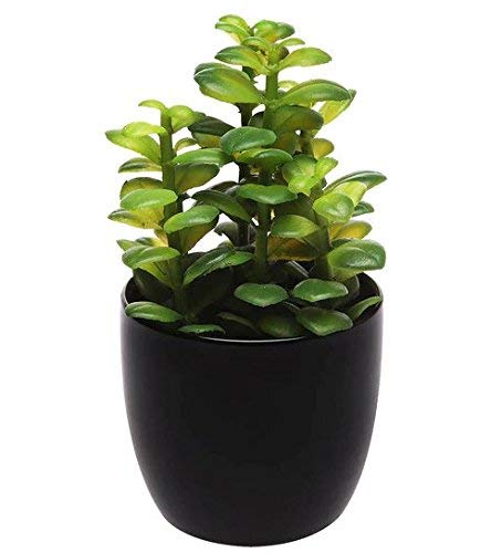 See full amazon price history chart for EdensField Green Jade Crassula Lucky Feng Shui Plant (Pot Included) |Good Luck Plant EdensField Green Jade Crassula Lucky Feng Shui Plant (Pot Included) |Good Luck Plant (B07Y6574Y8) Amazon Price History, Amazon Price Tracker