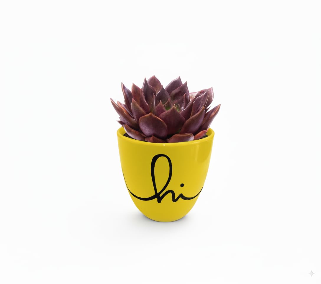HILLMART Natural Live Cute Succulent Plants (Black prince) for Home Indoor & Outdoor, Garden with Small artistic hi pot for desktop & gift