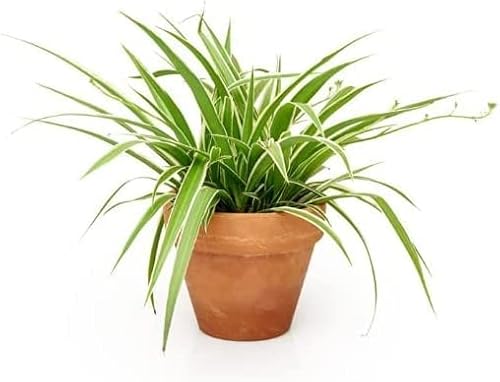 Chlorophytum con Maceta de Cerámica Planta Araña, Lazo de Amor o Cinta