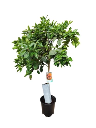 AzJardin- Árbol de Naranjo Sanguinelli. 3 años. Altura aprox. 1.70m. Planta viva dando frutos.