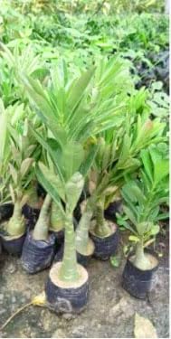 Image of Hybrid adenium live plant mix colour (Pack of 10)