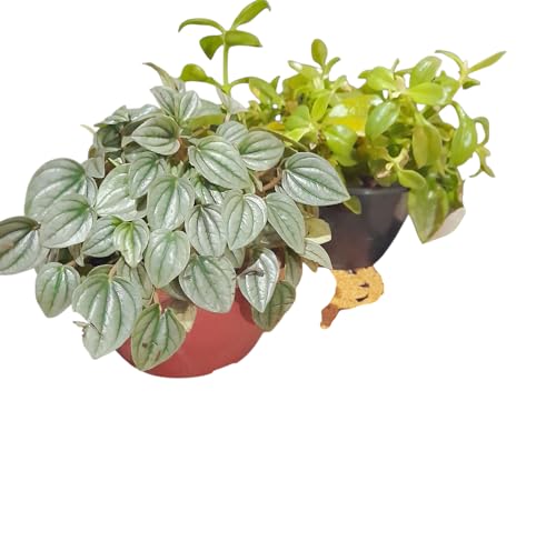 Kit 1 Rosinha do Sol +1 Mini Peperonia Melancia Planta100% natura...