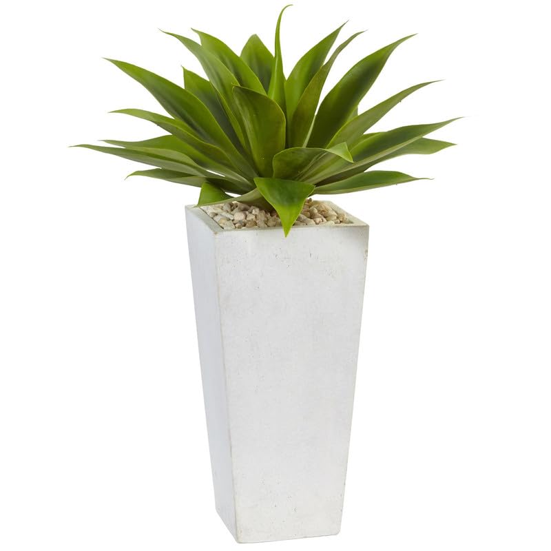 Agave potatorum Rare Live Plant | Blue Agave Big Size For Indoor Plant-f10