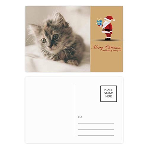 Cartes postales chat gris lot de 20 papeterie correspondance correspondance