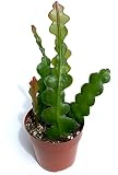 Fishbone Cactus Epiphyllum Anguliger Live Potted RIC Rac Cactus Zig Zag Cactus