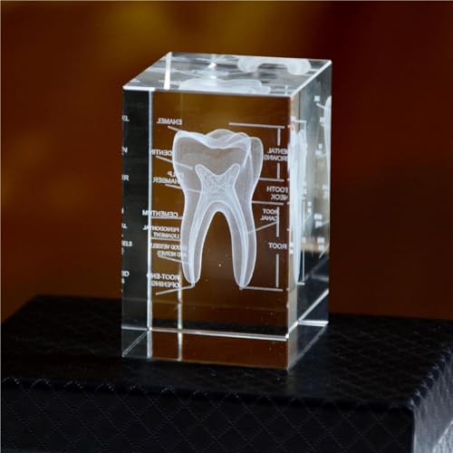 Image of Haobase 3D Crystal Anatomical Model Set, Heart Brain Teeth Skeleton Lungs, 2x2x3 inches, Medical Office Decor (Teeth)