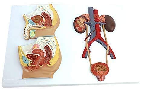 ERNZI Modelli di Materiali Educativi, Modello Educativo del Corpo Umano Anatomico - Modello Genitourinico