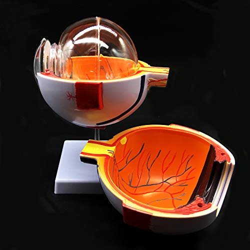 Xindam 6X Enlarged Human Eye Anatomical Model,Anatomically Accurate Eye Model Human Eye Anatomy For Science Classroom Study Display Teaching Medical Model #TOP2