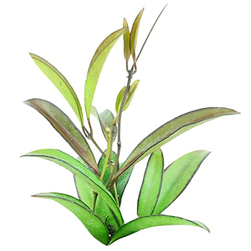 Hoya Wayetti (4" Grower Pot) - Red Flower Houseplant - Live Healthy Houseplant For Home Office Decoration #TOP4